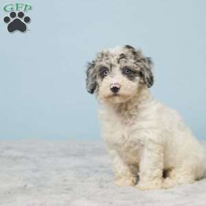 Abby, Miniature Poodle Puppy